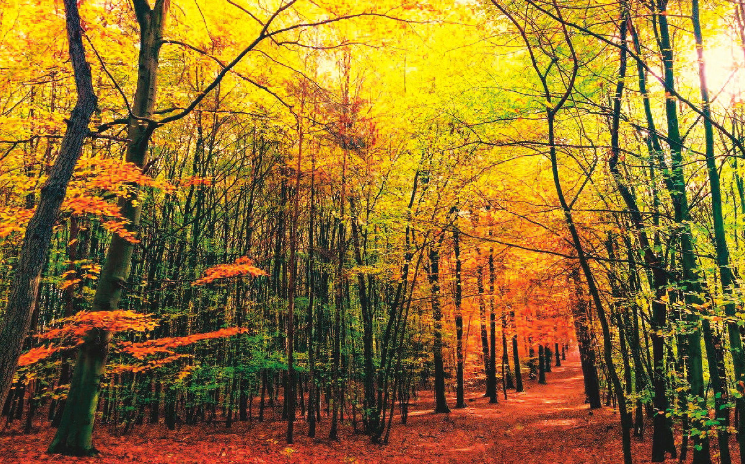 Herbstwald
